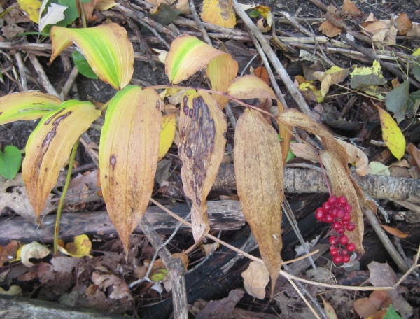 False Solomon'sSeal [Smilacina racemosa]
