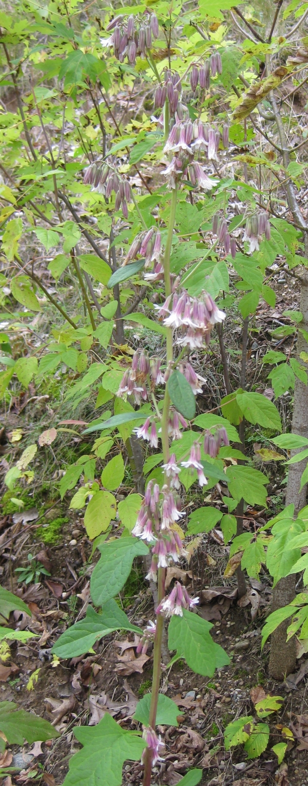 White Lettuce [Prenanthes alba]