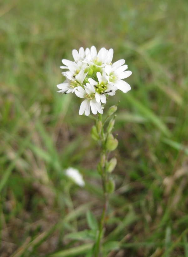 Hoary Alyssum [Berteroa incana]