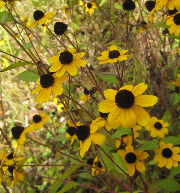 Thin-leaved coneflower [Rudbeckia trilobia]