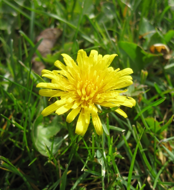 Common Dandelion [taraxacum officinale]