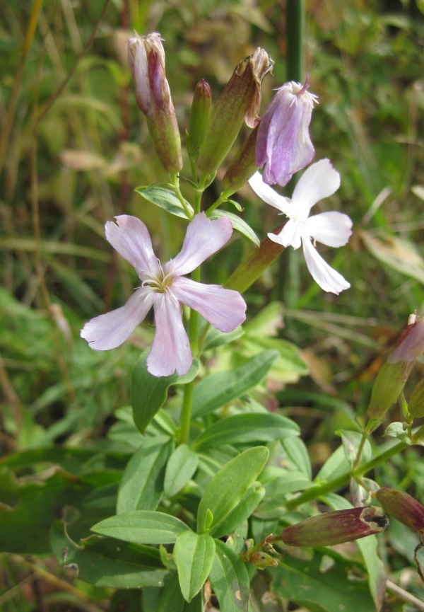 Bouncing Bet [Saponaria officinalis]