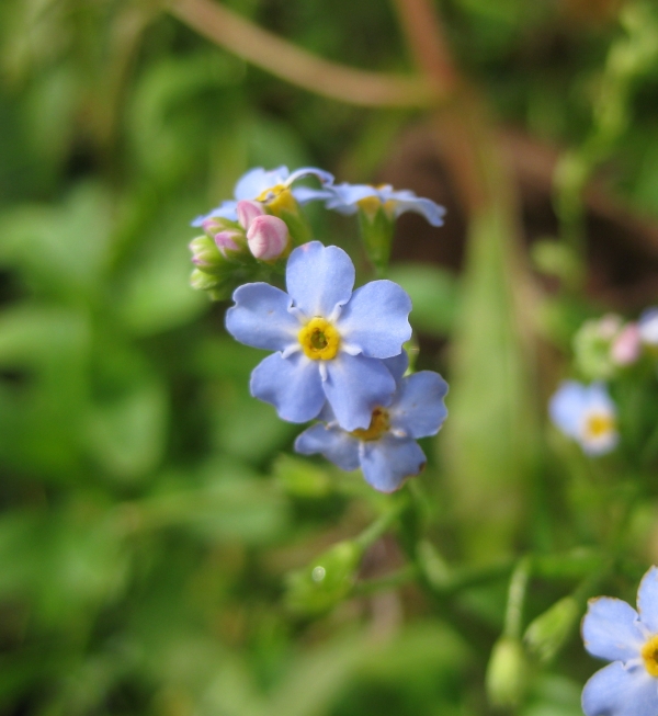 True Forget-me-not [Myosotis scorpioides]