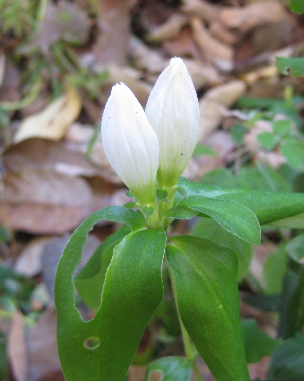 Closed Gentian [Gentiana andrewsii]