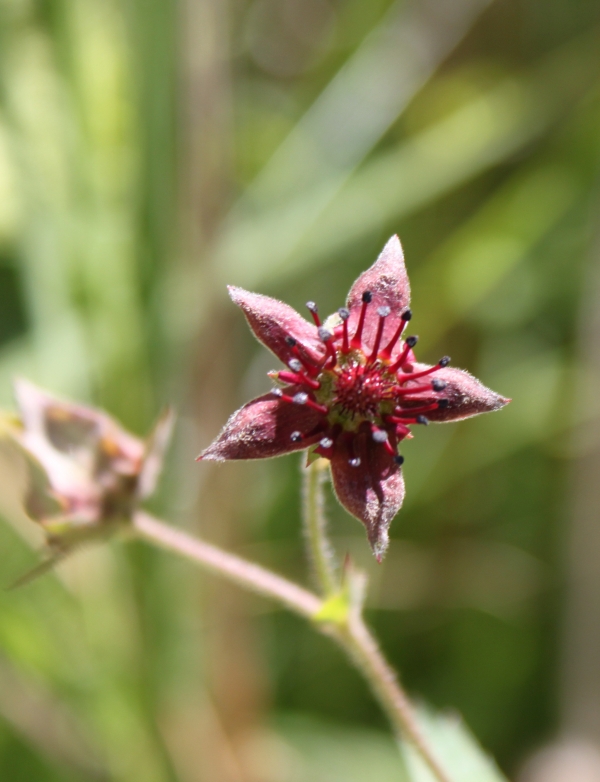 Marsh Cinquefoil [Potentilla palustris]
