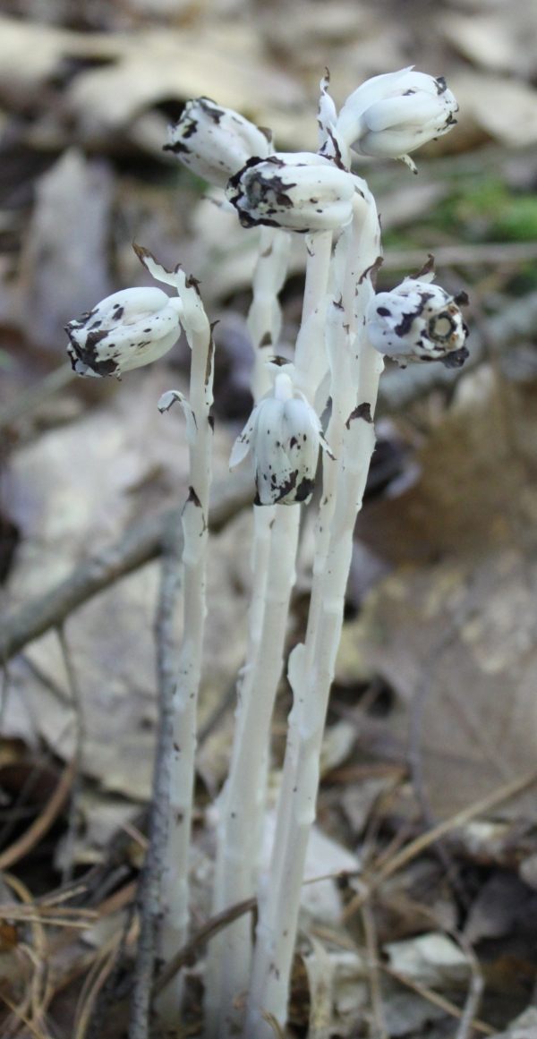 Indian Pipe [Monotropa uniflora]