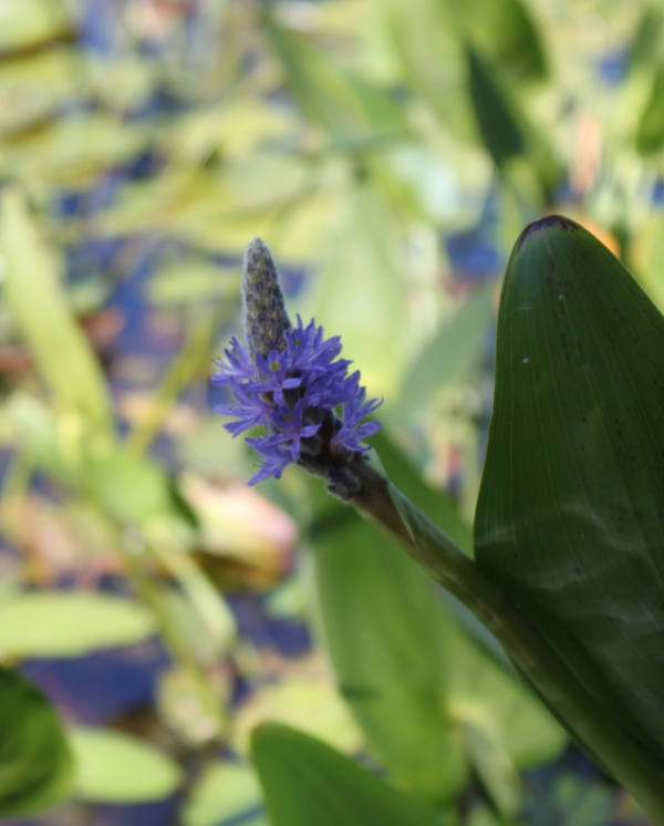 Pickerel Weed [Pontederia cordata]