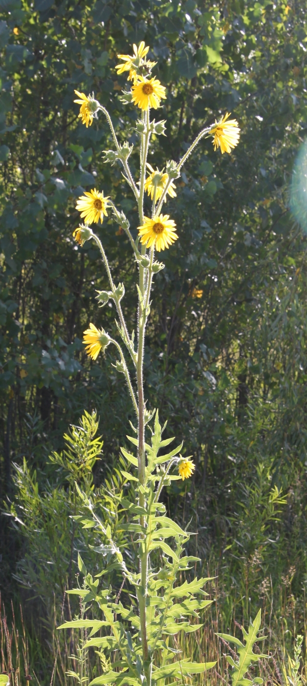 Compass Plant [Silphium laciniatum]