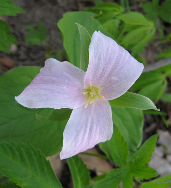 Large-flowered Trillium [Trillium grandiflorum]