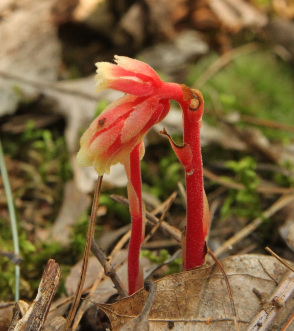 Pinesap [Monotropa hypopitys]
