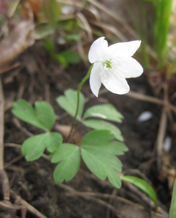 Wood Anemone [Anemone quinquefolia]