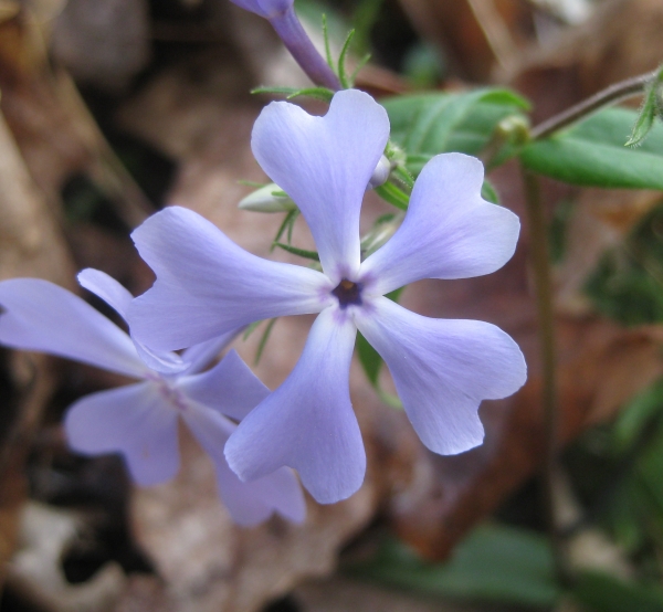 Wild Blue Phlox [Phlox divaricata]