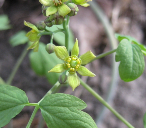 Blue Cohosh [Caulophyllum thalictroides]