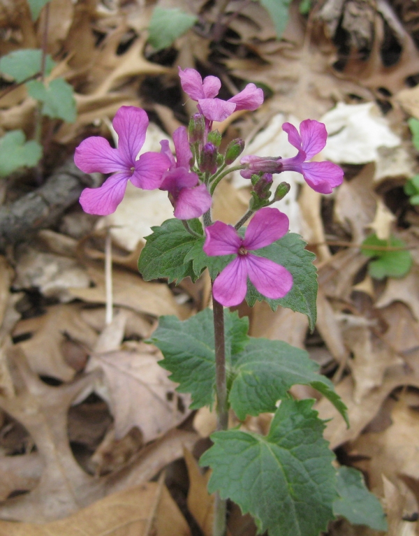 Honesty [Lunaria annua]