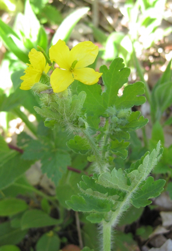 Celandine [Chelidonium majus]