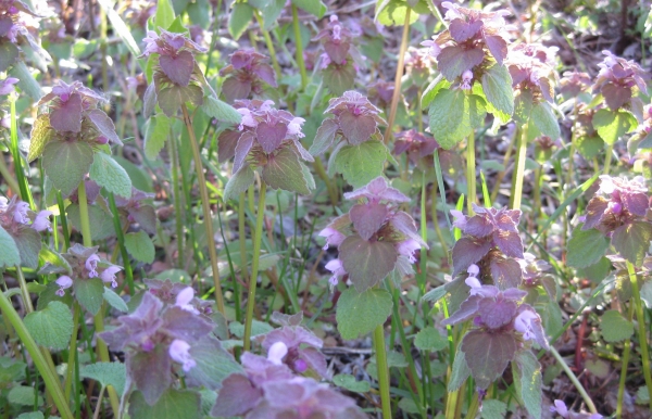 Purple Dead Nettle [lamium purpureum]
