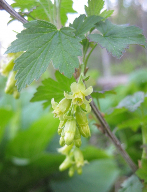 Black Currant [Ribes americanum]