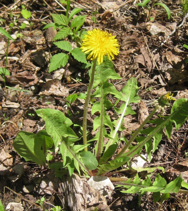 Common Dandelion [Taraxacum officinale]