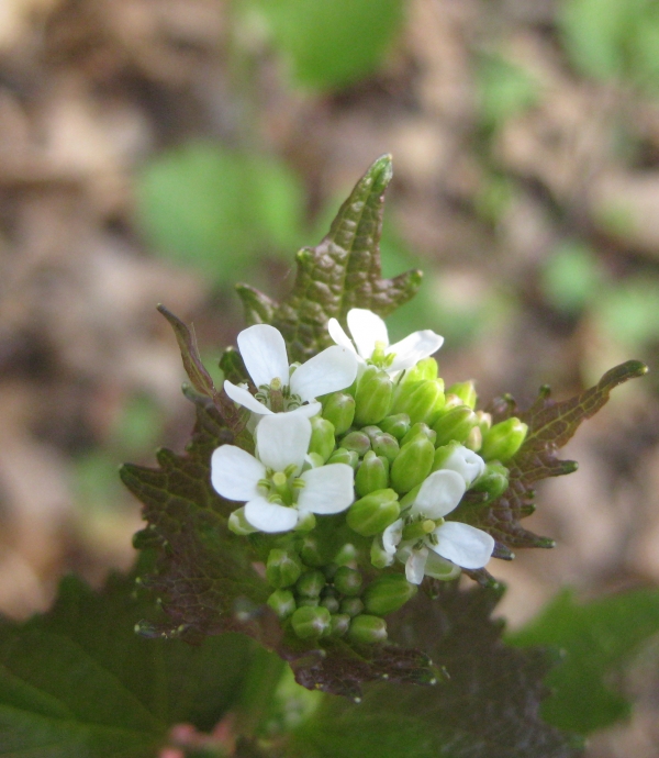 Garlic Mustard [Alliaria officinalis]