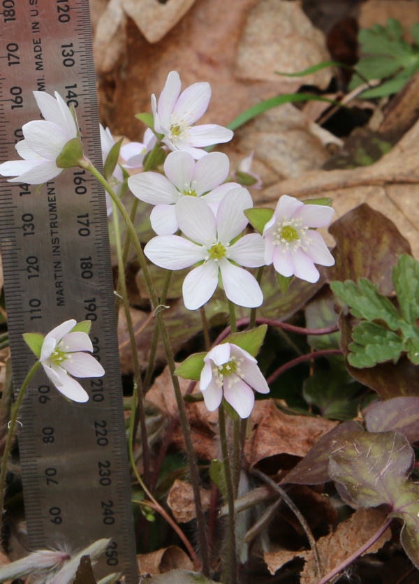 Sharp Lobed Hepatica [Hepatica acutiloba]