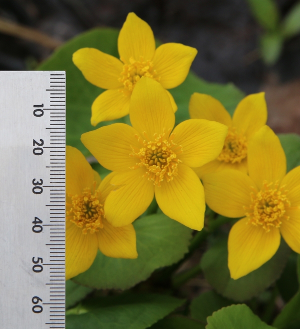 Marsh Marigold [Caltha palustris]