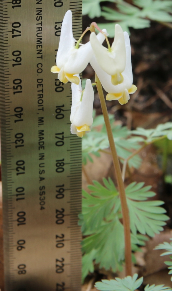 Dutchman's Breeches [Dicentra cucullaria]