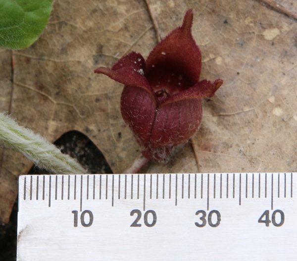 Wild Ginger [Asarum canadense]