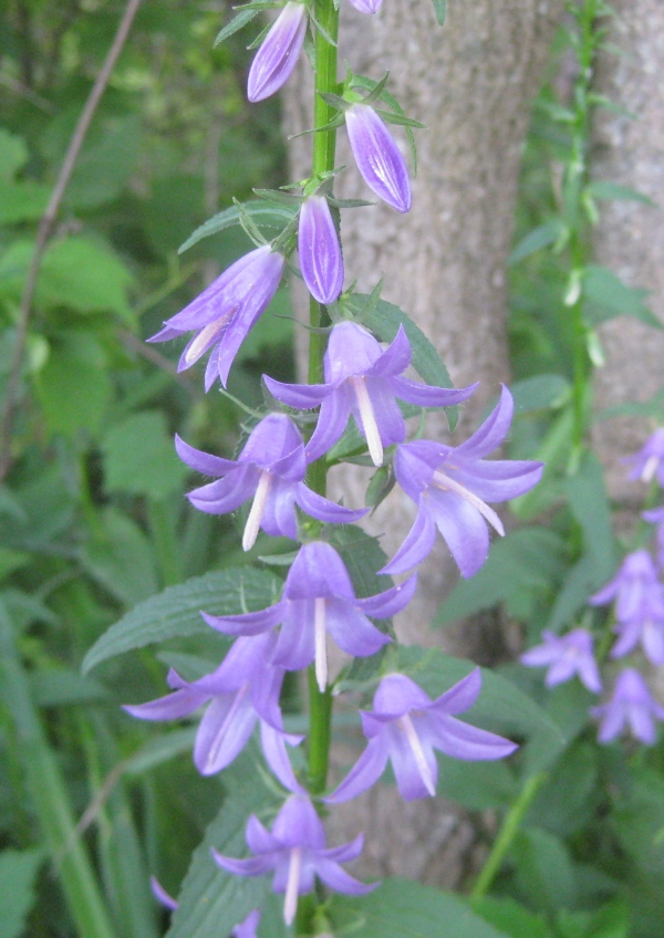 Creeping Bellflower [Campanula rapunculoides]