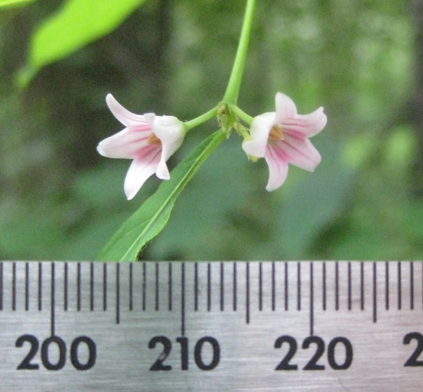 Spreading Dogbane [Apocynum androsaemifolium]