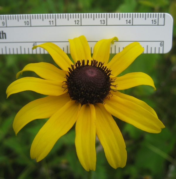 Black Eyed Susan [Rudbeckia hirta]
