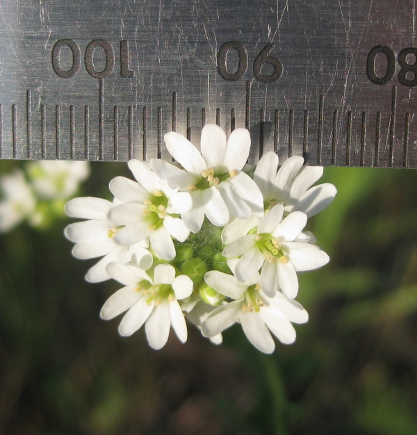 Hoary Alyssum [Berteroa incana]