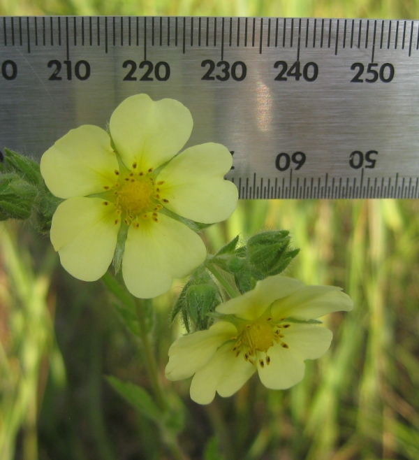 Rough Fruited Cinquefoil []