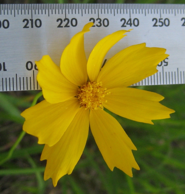 Lance-leaved Coreopsis [Coreopsis lancelata]