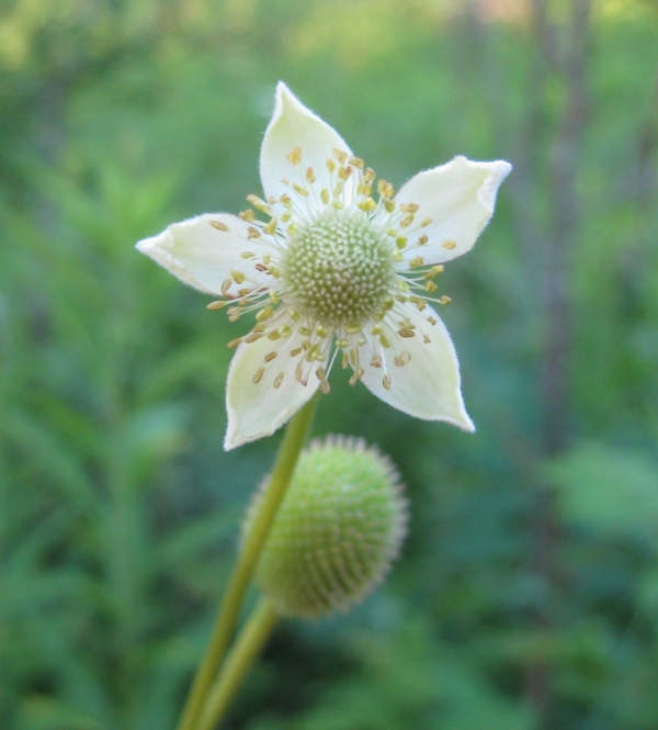 Thimbleweed [Anemone virginiana]