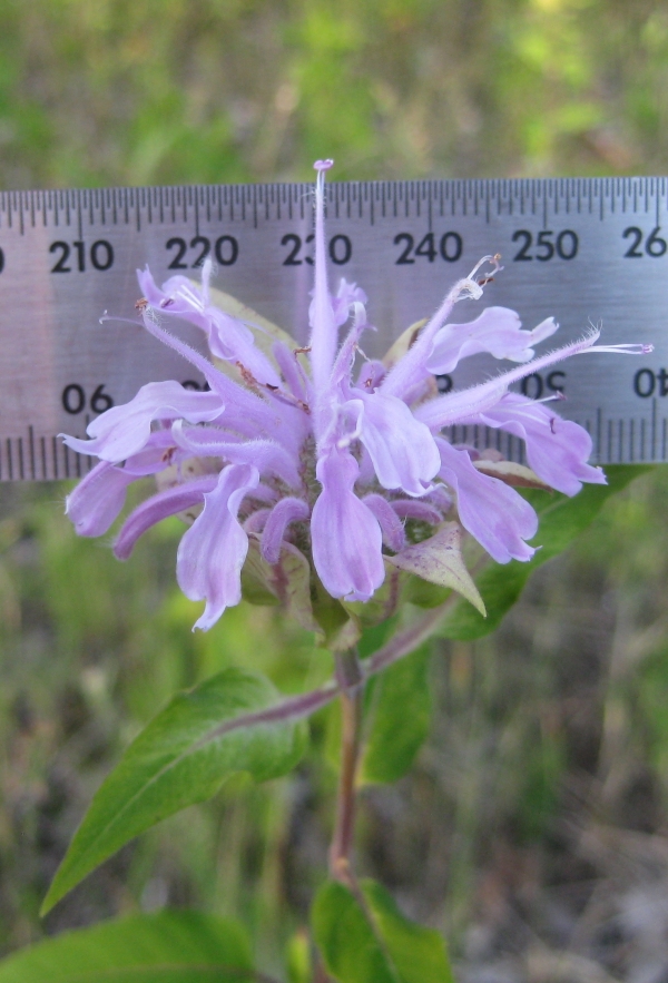 Wild Bergamot [Monarda fistulosa]