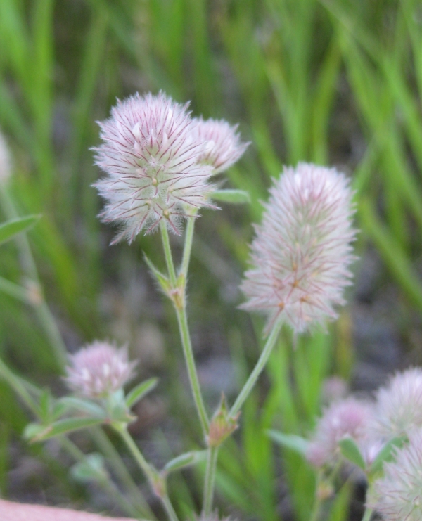 Rabbit-foot Clover [Trifolium arvense]