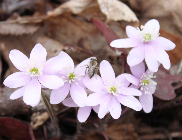 Sharp Lobed Hepatica [Hepatica acutiloba]