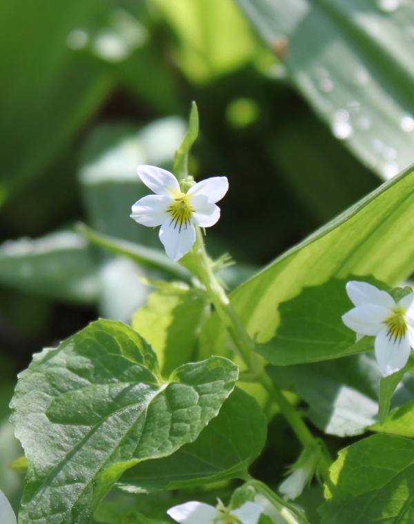 Canada Violet [Viola canadensis]
