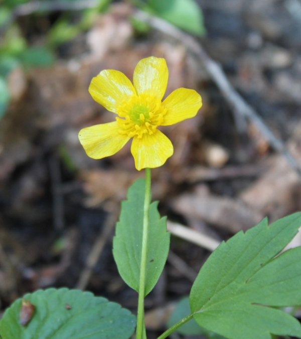Swamp Buttercup [Ranunculus septentrionallis]