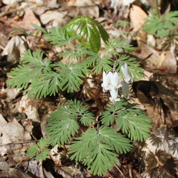 Squirrel Corn [Dicentra canadensis]