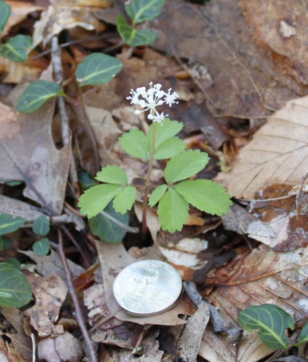Dwarf Ginseng [Panex trifolium]