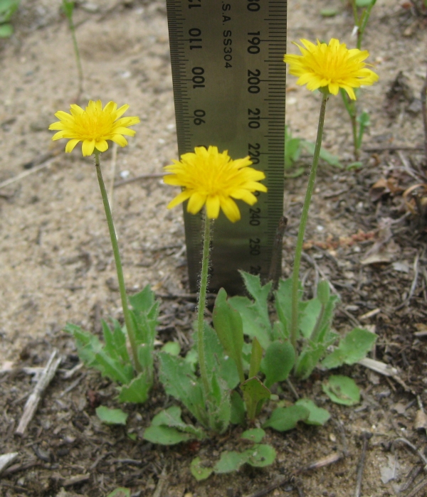 Mouse Ear Hawkweed [Hieracium pilosella]