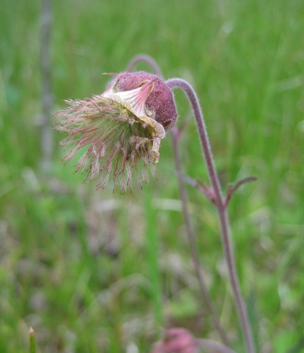 Water Avens [Geum rivale]