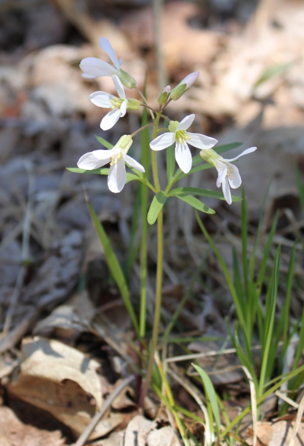 Fine -leaved Toothwort [Dentaria multifida]