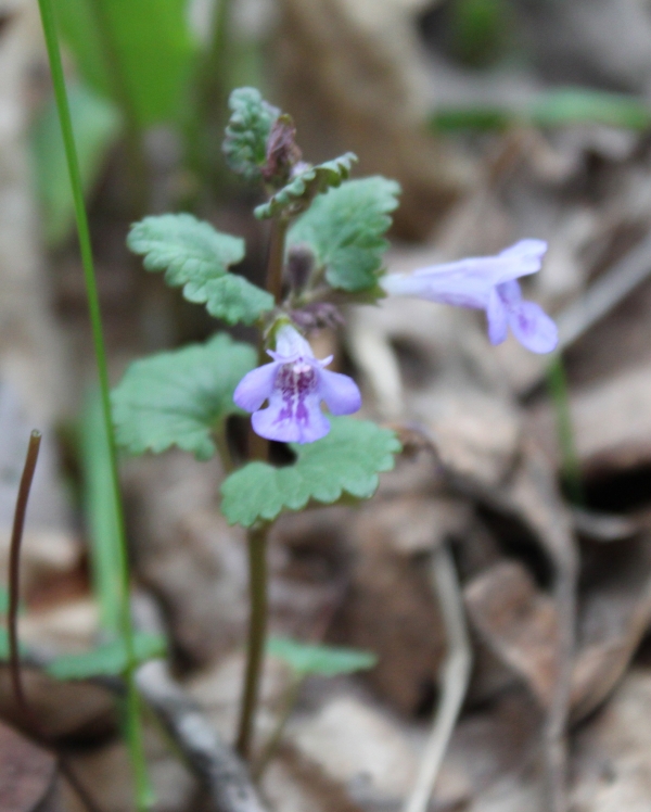 Ground Ivy [Glechoma hederacea]