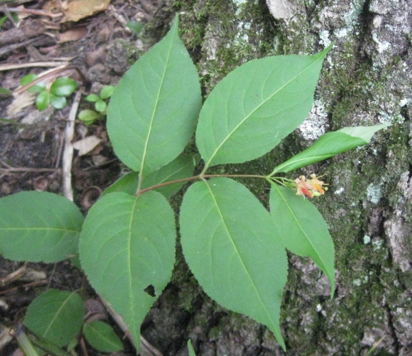 Northern Bush-Honeysuckle [Diervilla lonicera]