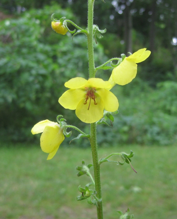 Moth Mullein [Verbascum blattaria]