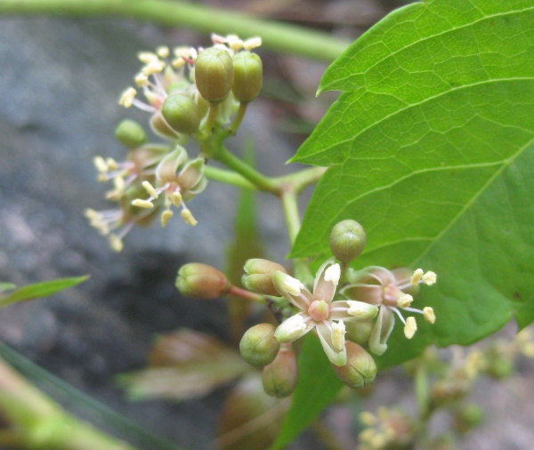Virginia Creeper [Parthenocissus quinquefolia]