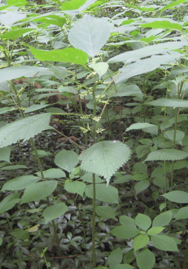 Wood Nettle [Laportea canadensis]