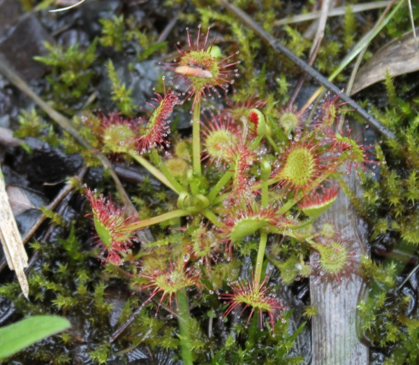 Round Leaved Sundew [Drosera rotundifolia]